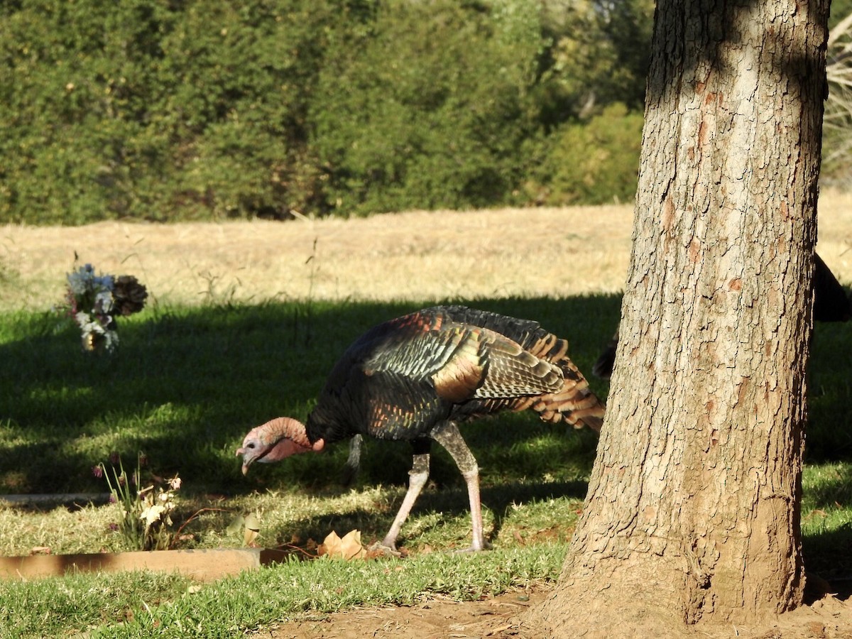 Wild Turkey - ML624141959