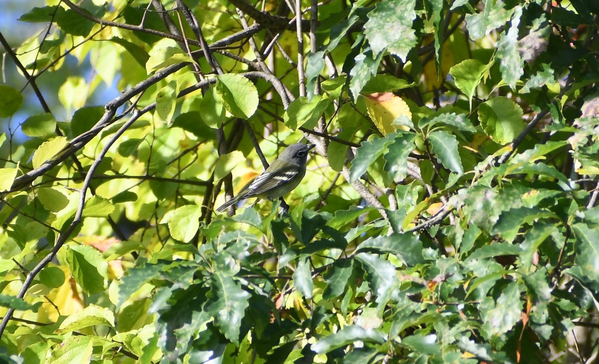 Vireo Solitario - ML624141965