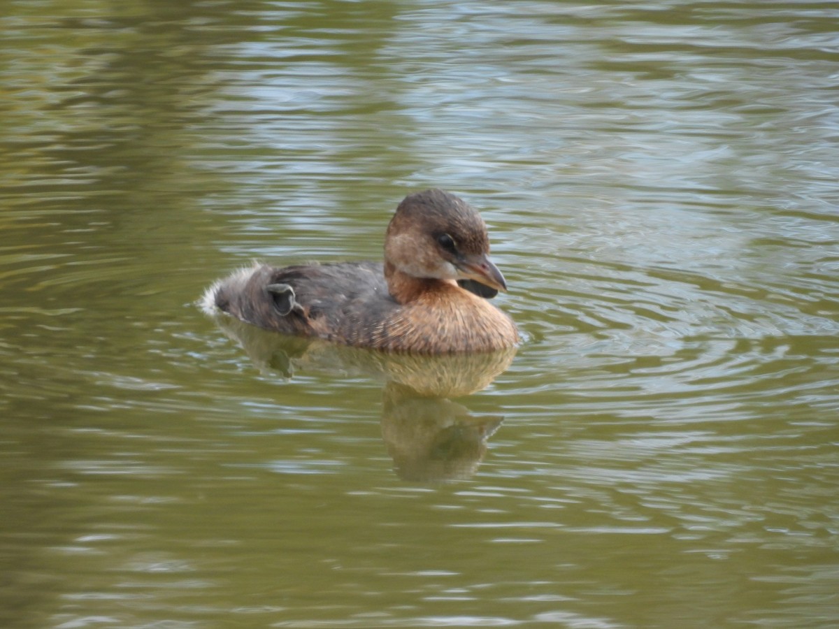 Pied-billed Grebe - ML624142011