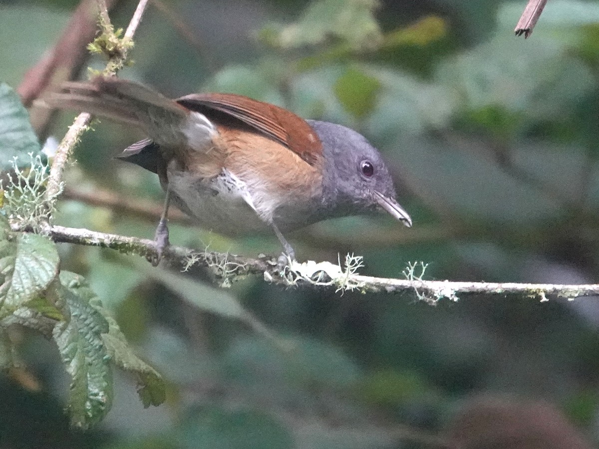 African Hill Babbler - ML624142015