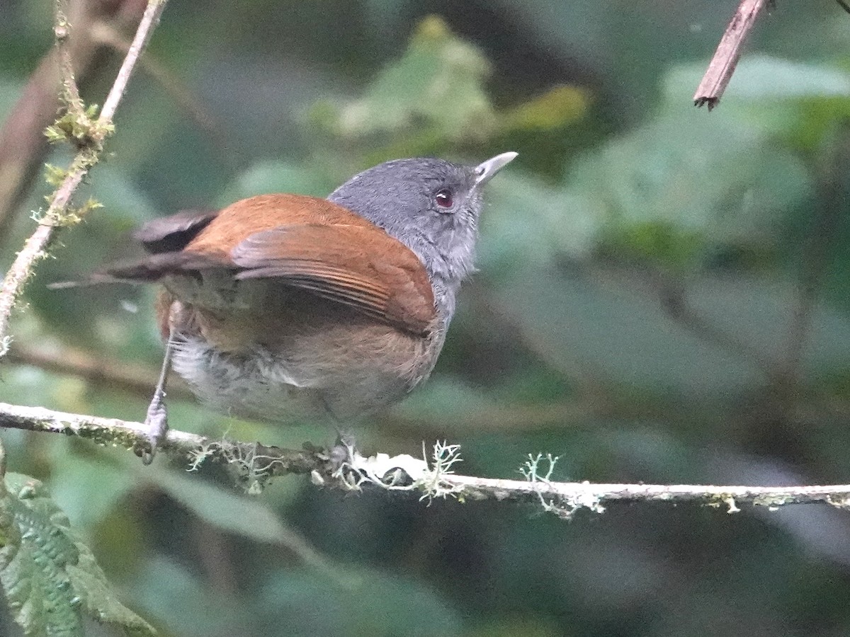 African Hill Babbler - ML624142016