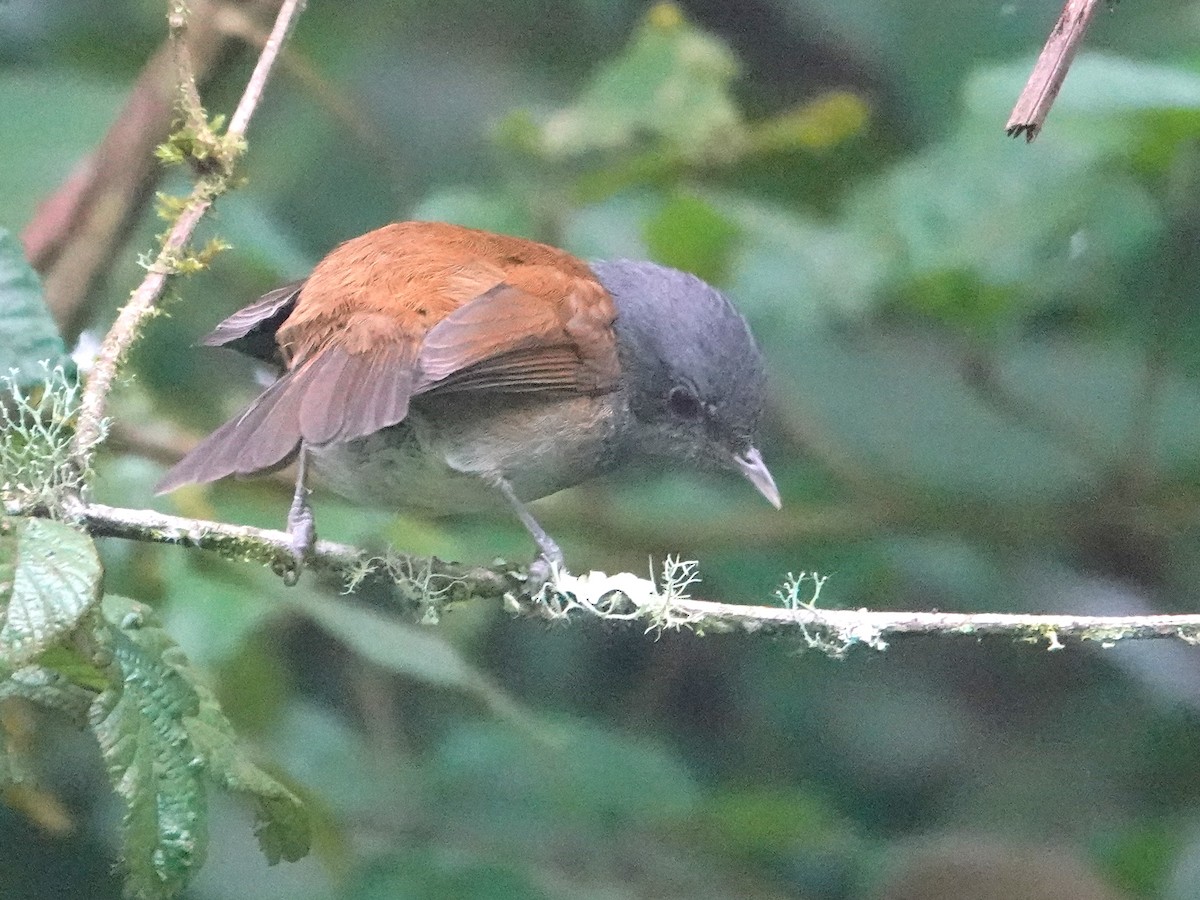 African Hill Babbler - ML624142017