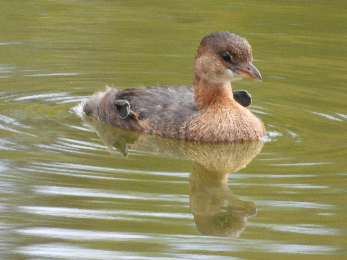 Pied-billed Grebe - ML624142020