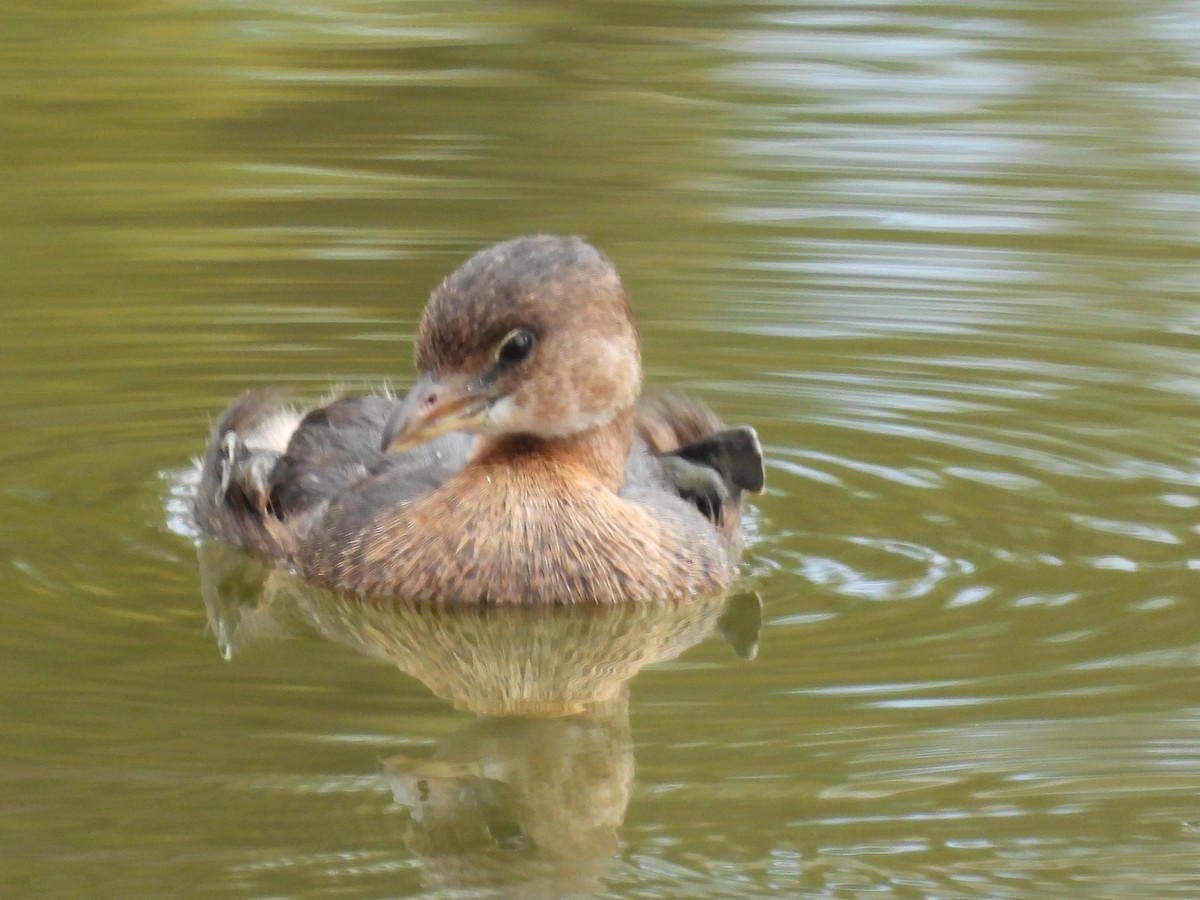 Pied-billed Grebe - ML624142025