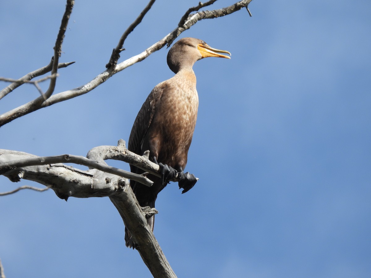 Cormoran à aigrettes - ML624142032
