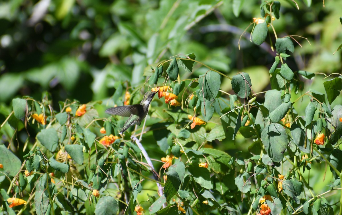 Colibrí Gorjirrubí - ML624142044