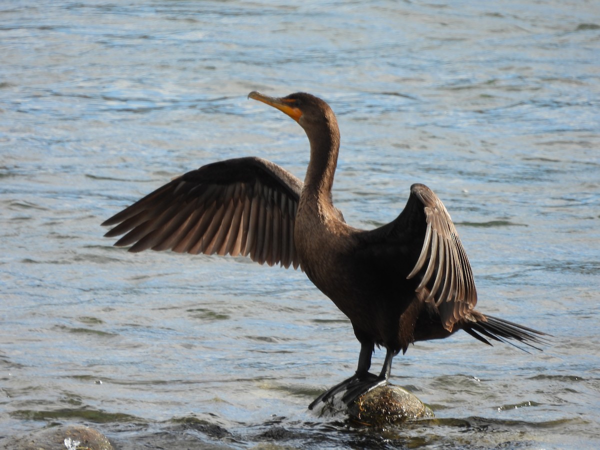 Cormoran à aigrettes - ML624142054