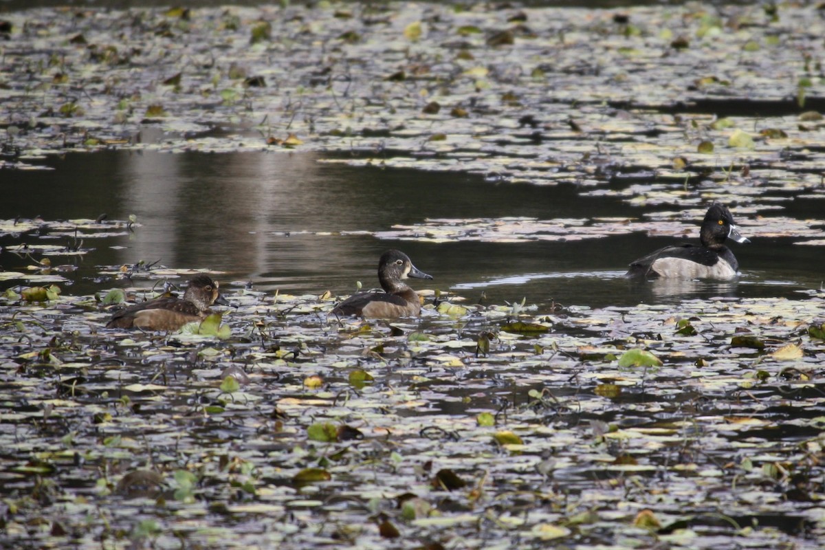 Ring-necked Duck - ML624142061