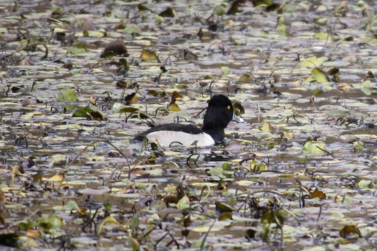 Ring-necked Duck - ML624142063