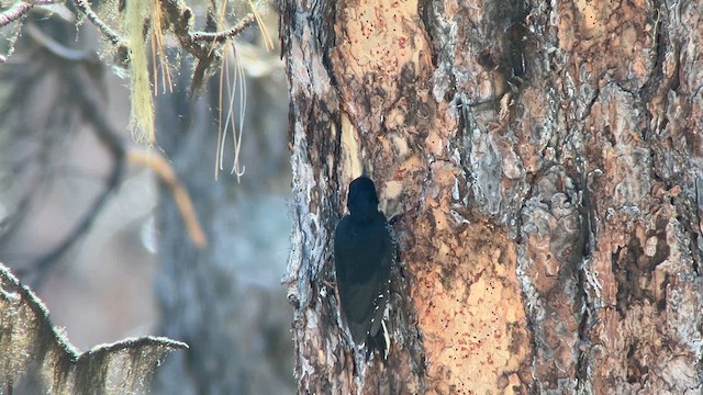 Black-backed Woodpecker - ML624142070