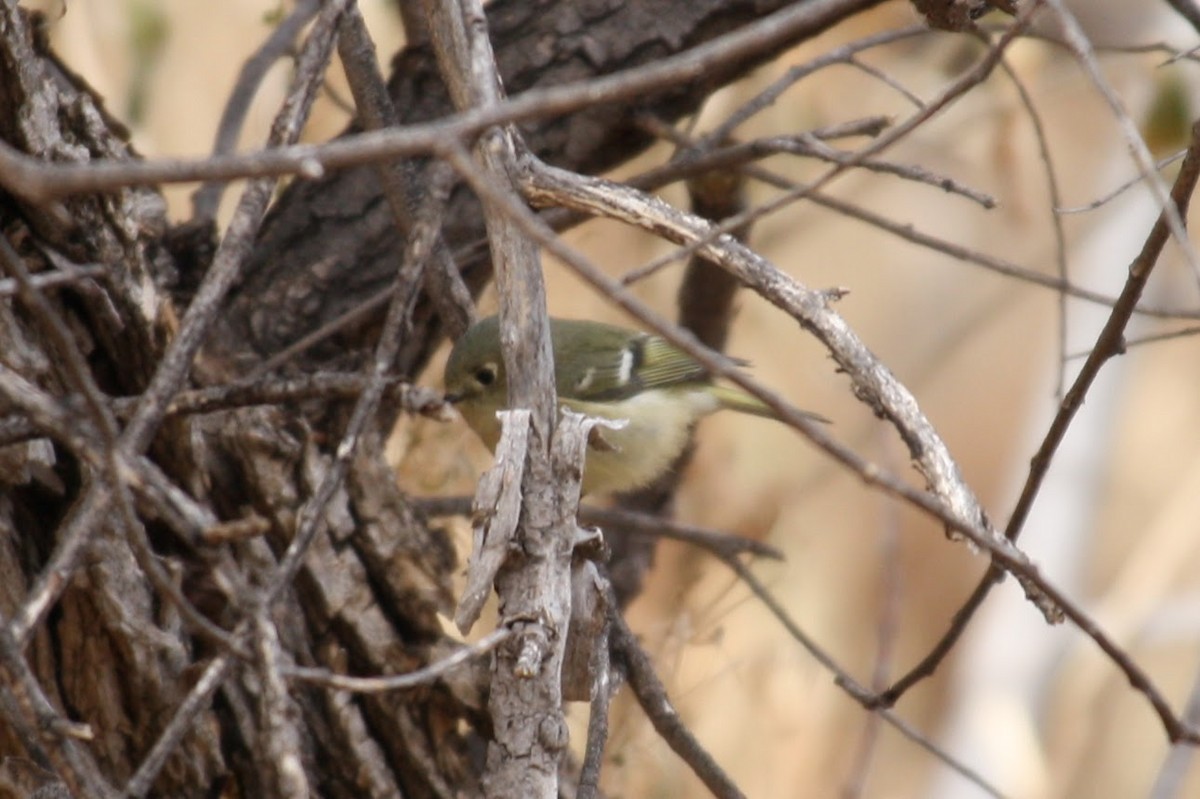 Ruby-crowned Kinglet - ML624142072