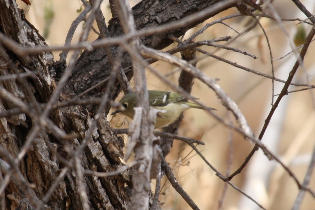 Ruby-crowned Kinglet - ML624142073