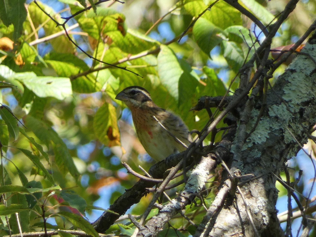 Rose-breasted Grosbeak - ML624142079