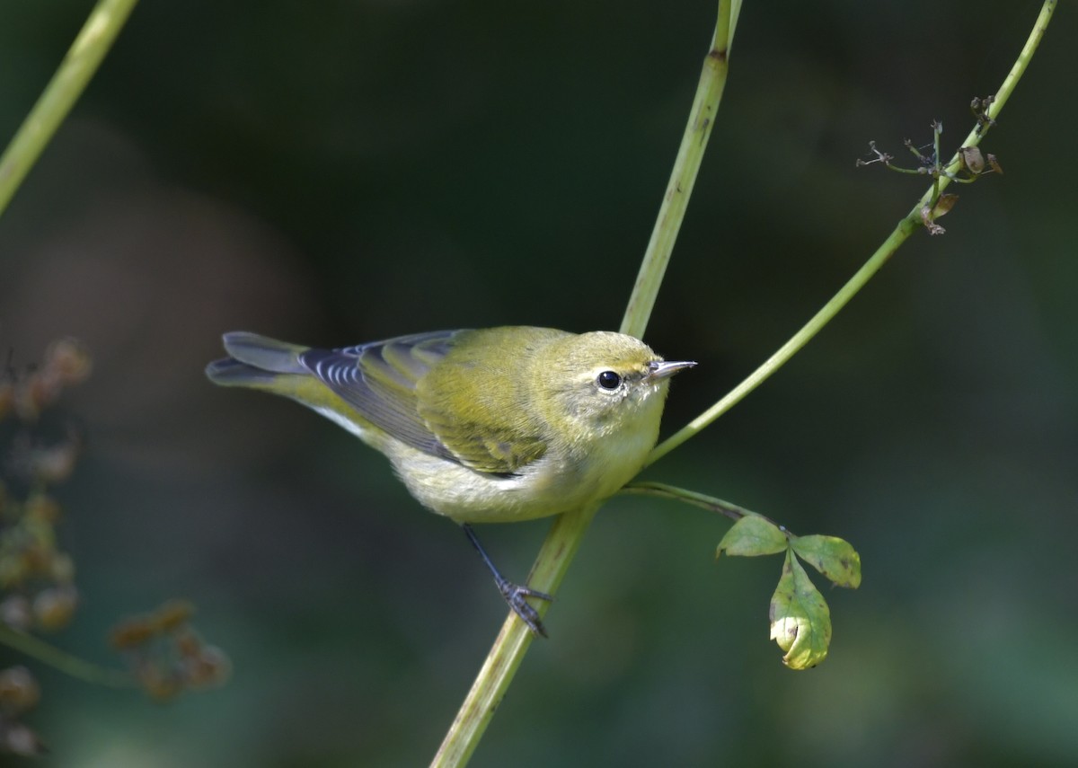 Tennessee Warbler - ML624142110