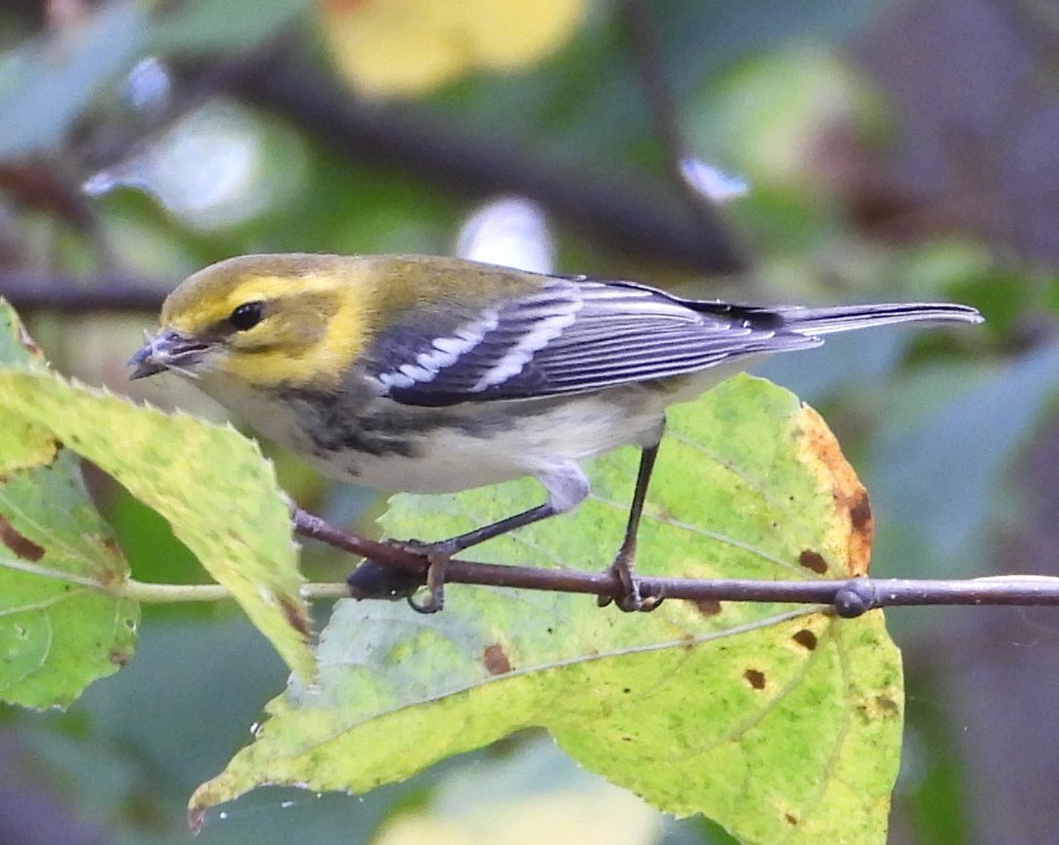 Black-throated Green Warbler - ML624142113