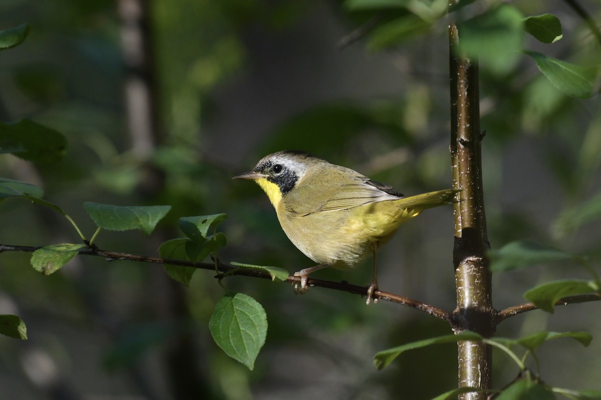 Common Yellowthroat - ML624142114