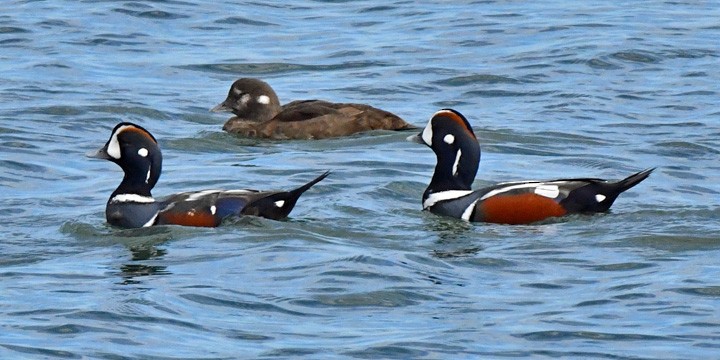 Harlequin Duck - Denny Granstrand