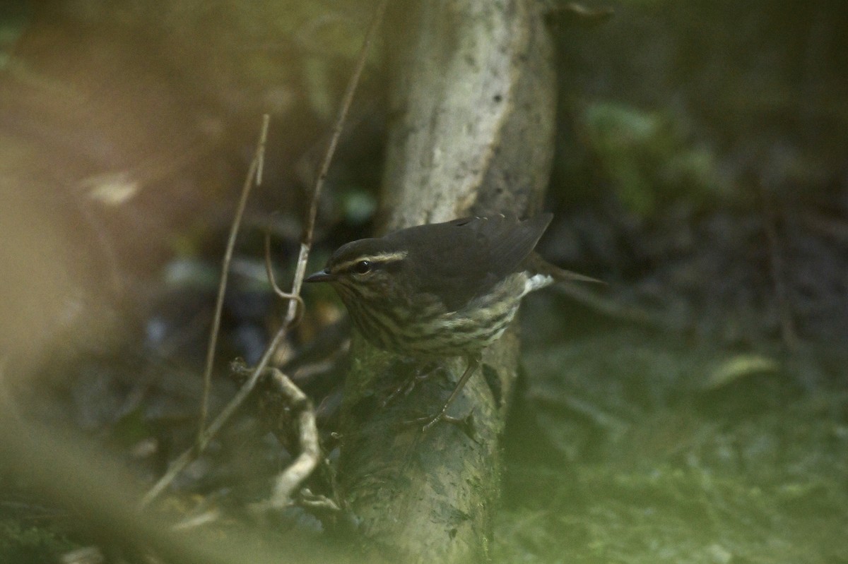 Northern Waterthrush - ML624142133