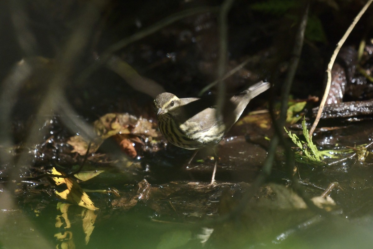 Northern Waterthrush - ML624142134