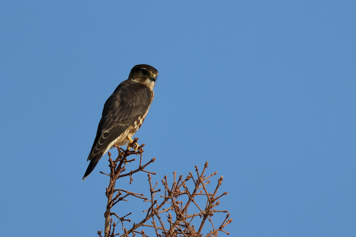 Підсоколик малий - ML624142138