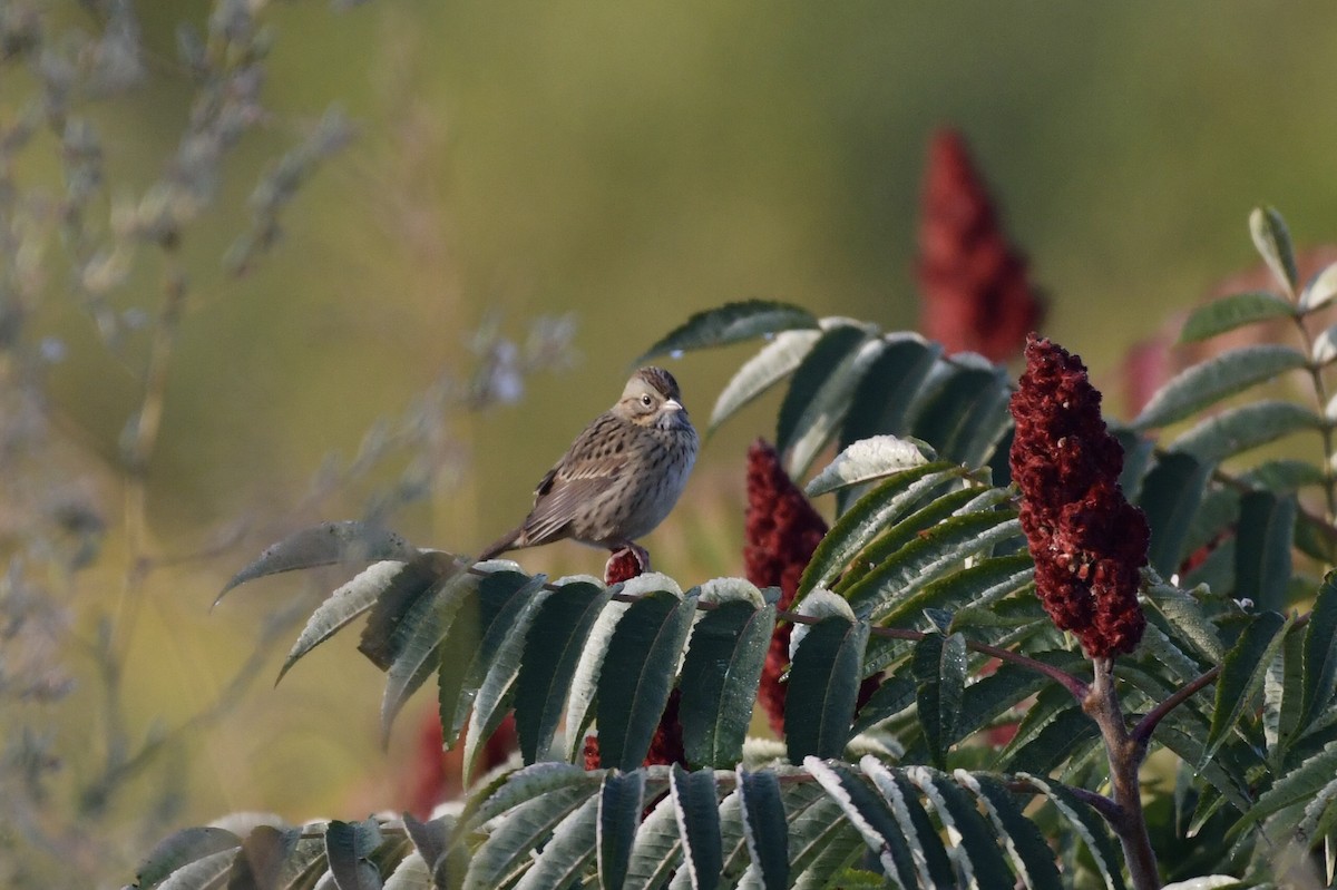 Lincoln's Sparrow - ML624142146