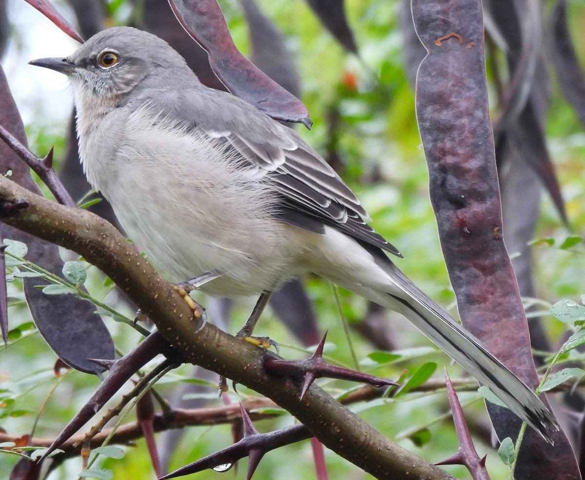 Northern Mockingbird - ML624142147