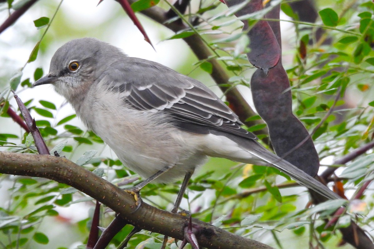 Northern Mockingbird - ML624142148