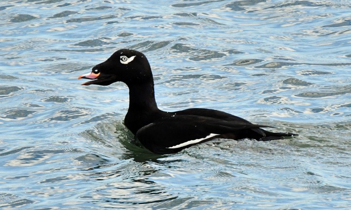 White-winged Scoter - ML624142151