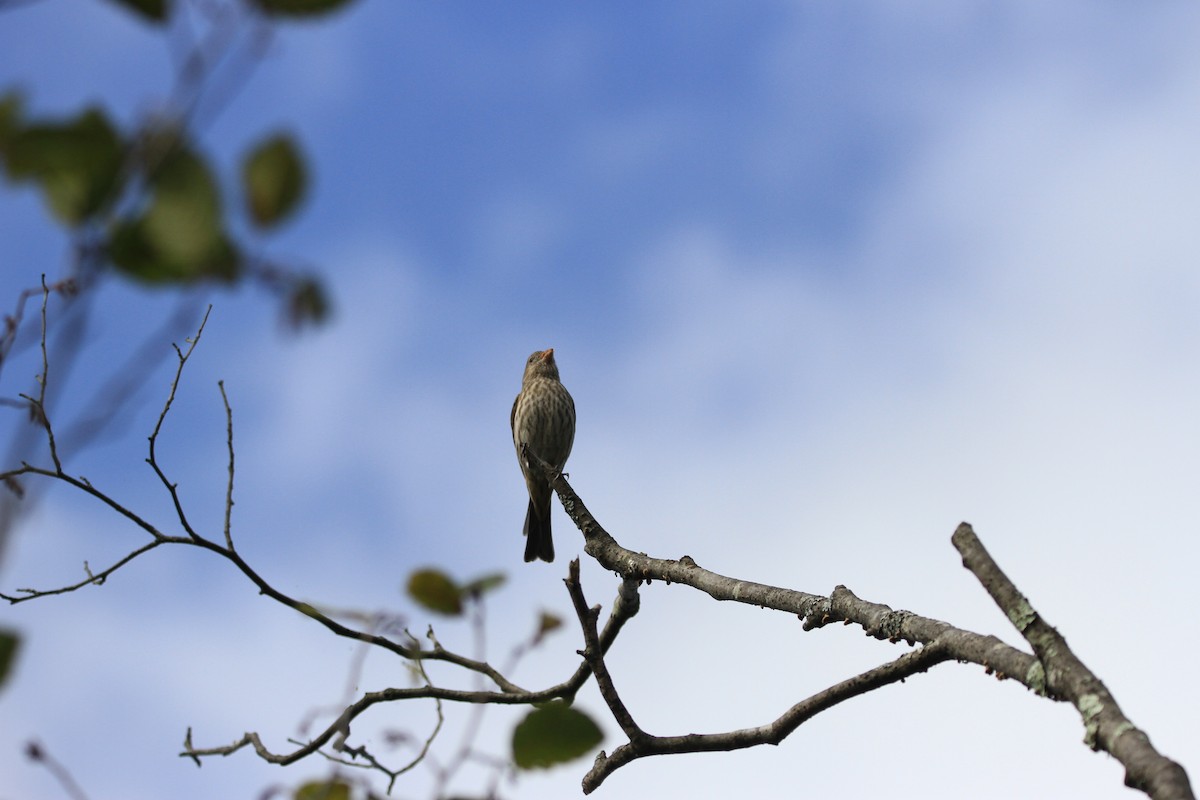 House Finch - Kari Dietlin