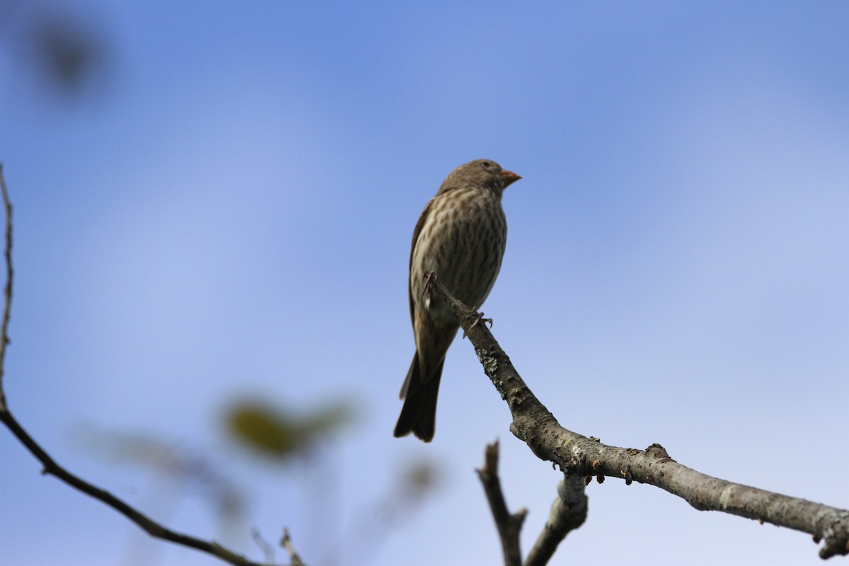 House Finch - Kari Dietlin