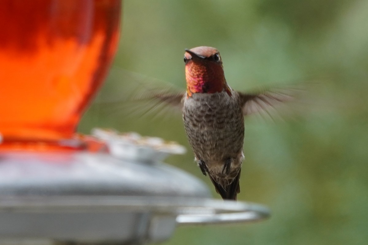 Anna's Hummingbird - ML624142222