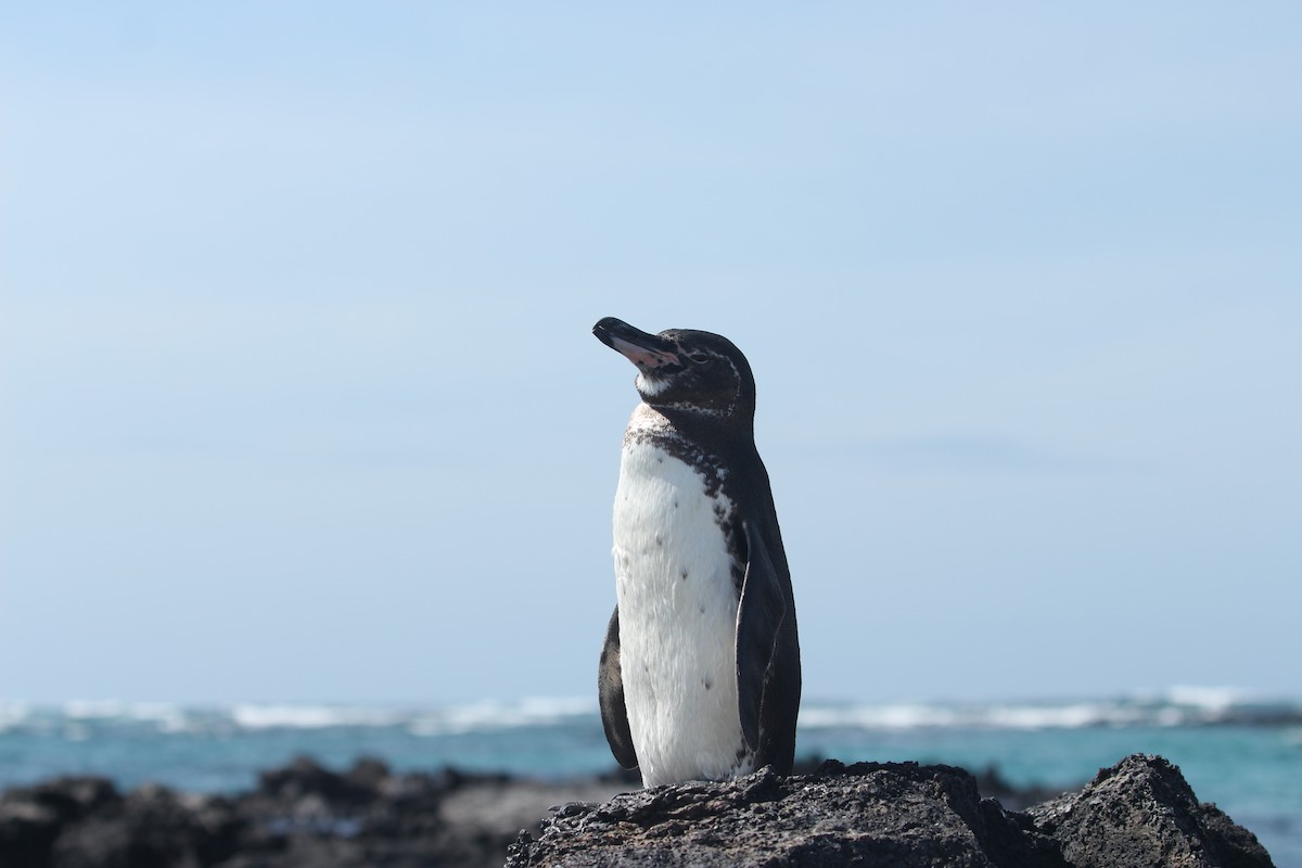 Galapagos Penguin - ML624142223