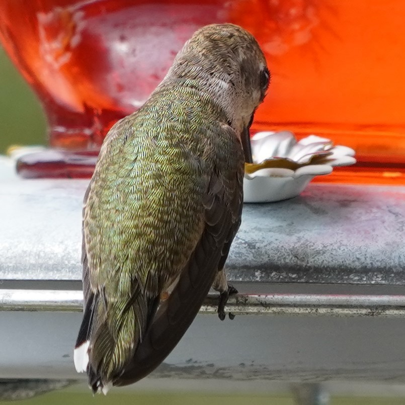 Anna's Hummingbird - ML624142226