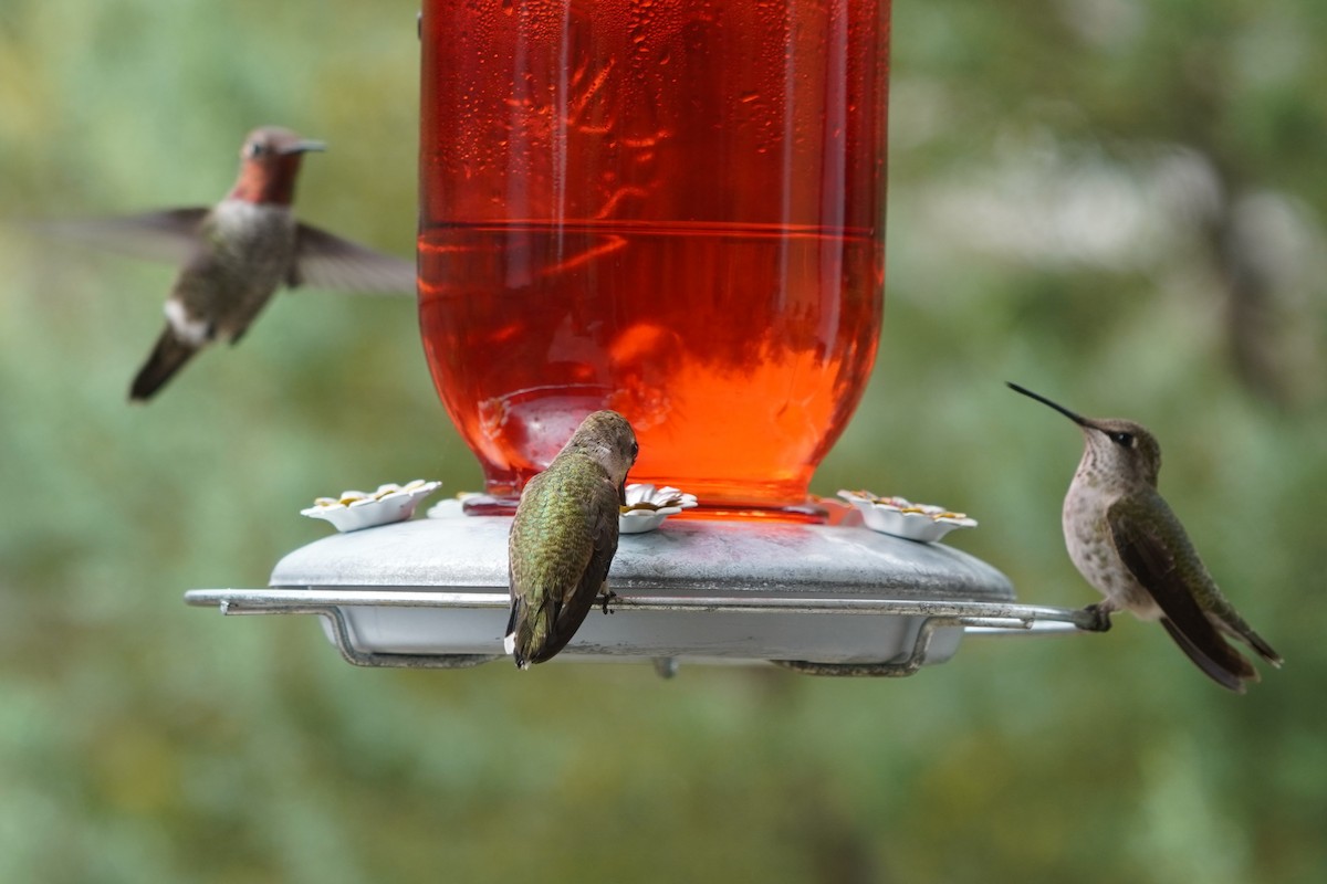 Anna's Hummingbird - ML624142228