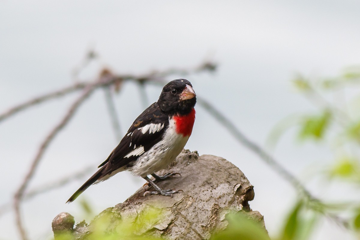 Rose-breasted Grosbeak - ML624142232