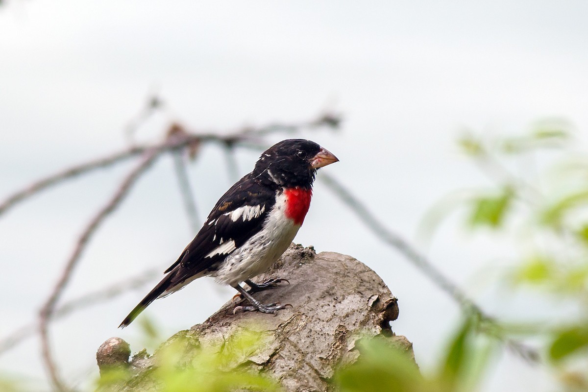 Rose-breasted Grosbeak - ML624142233