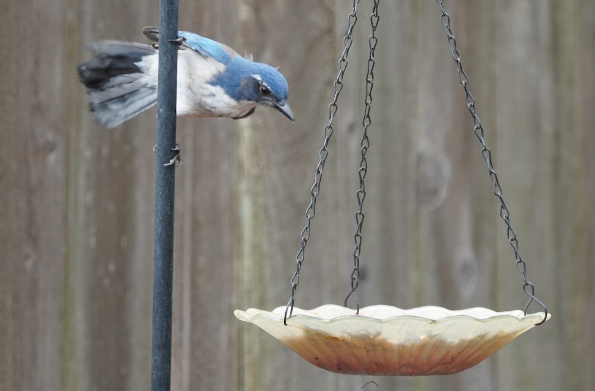 California Scrub-Jay - Dawn Hovey