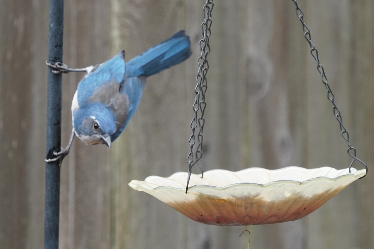 California Scrub-Jay - ML624142247