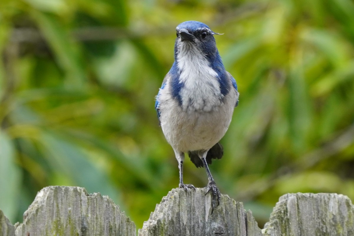 California Scrub-Jay - ML624142249