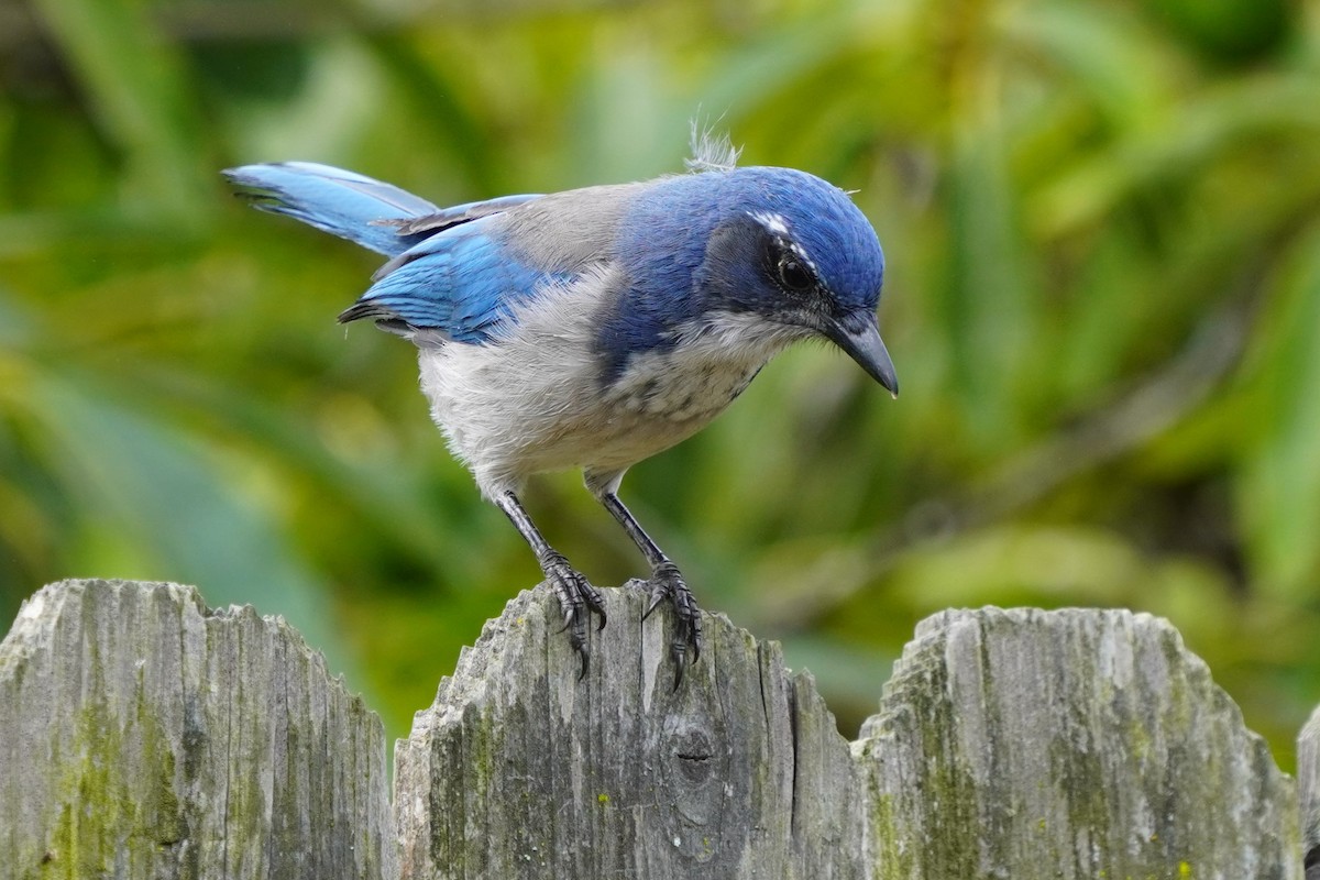 California Scrub-Jay - ML624142250