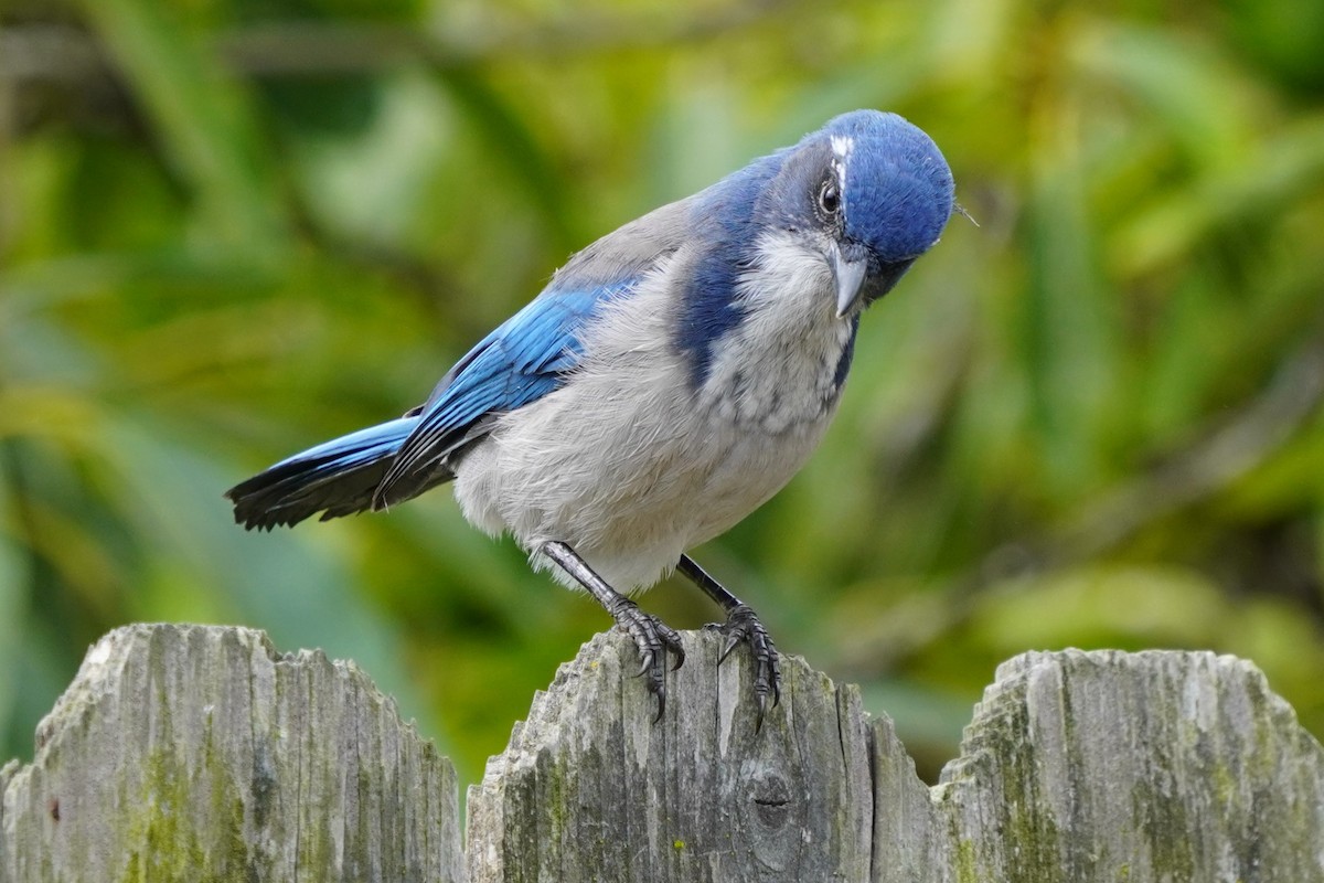 California Scrub-Jay - ML624142252