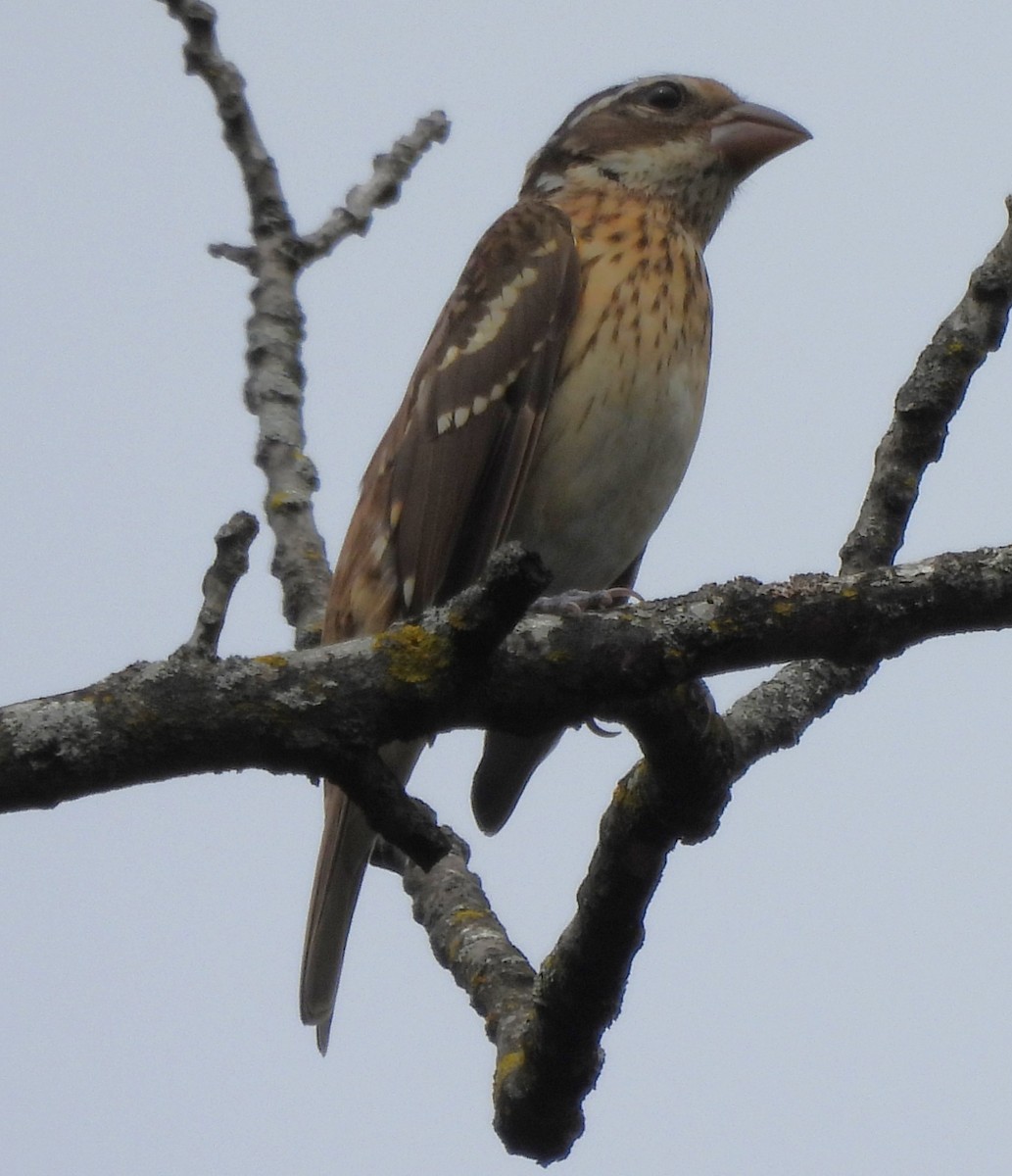 Rose-breasted Grosbeak - ML624142254