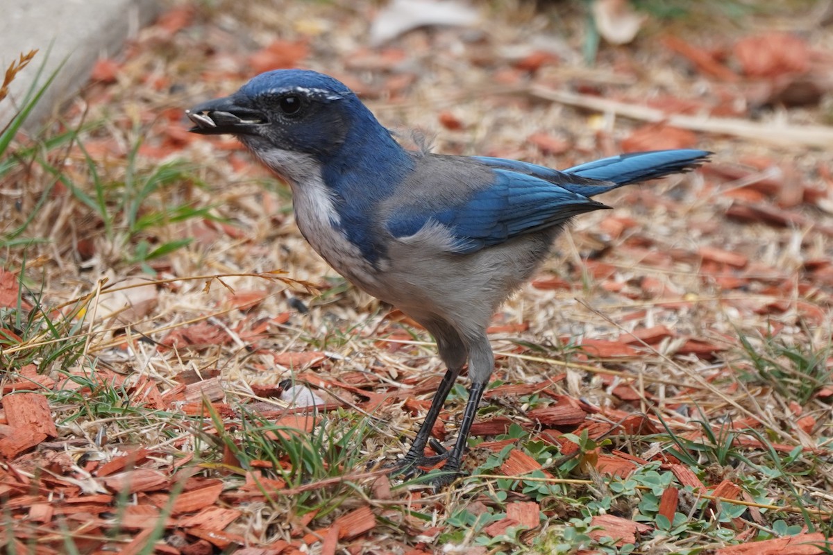 California Scrub-Jay - ML624142257