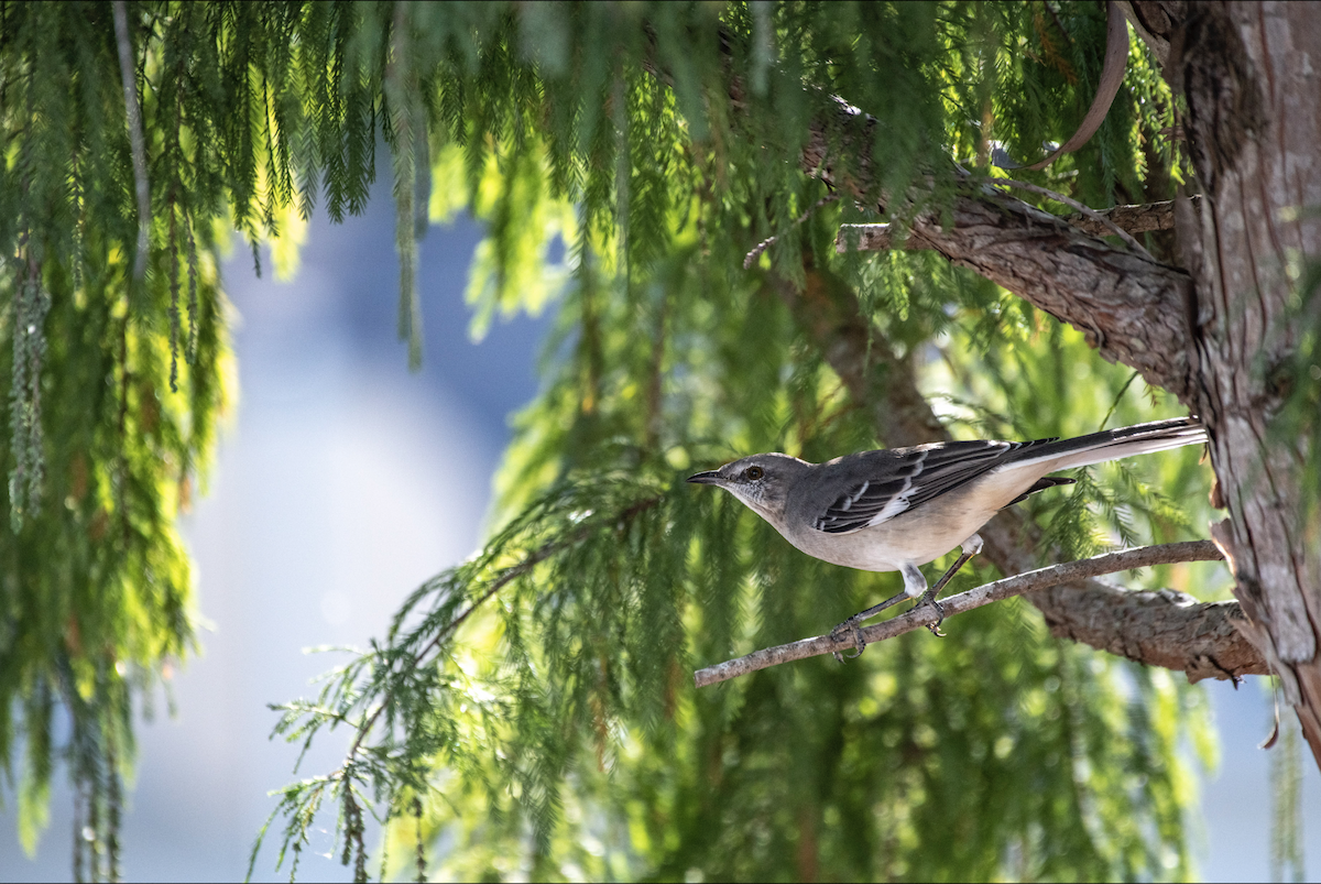 Northern Mockingbird - ML624142258