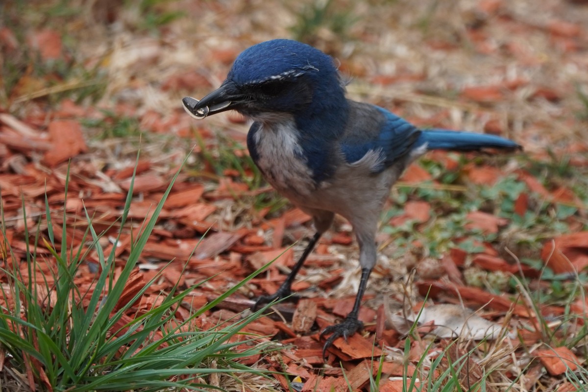 California Scrub-Jay - ML624142266