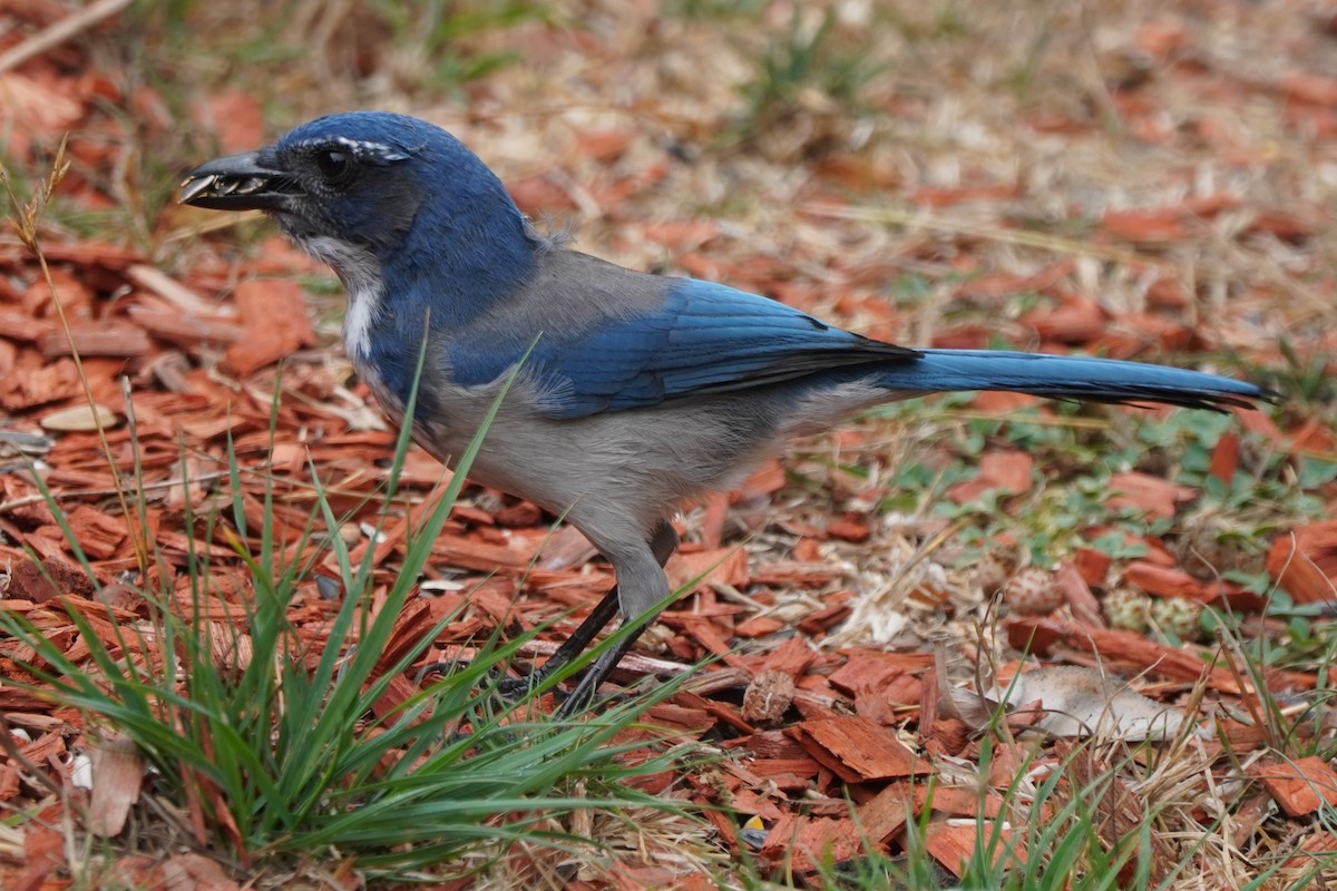 California Scrub-Jay - ML624142271