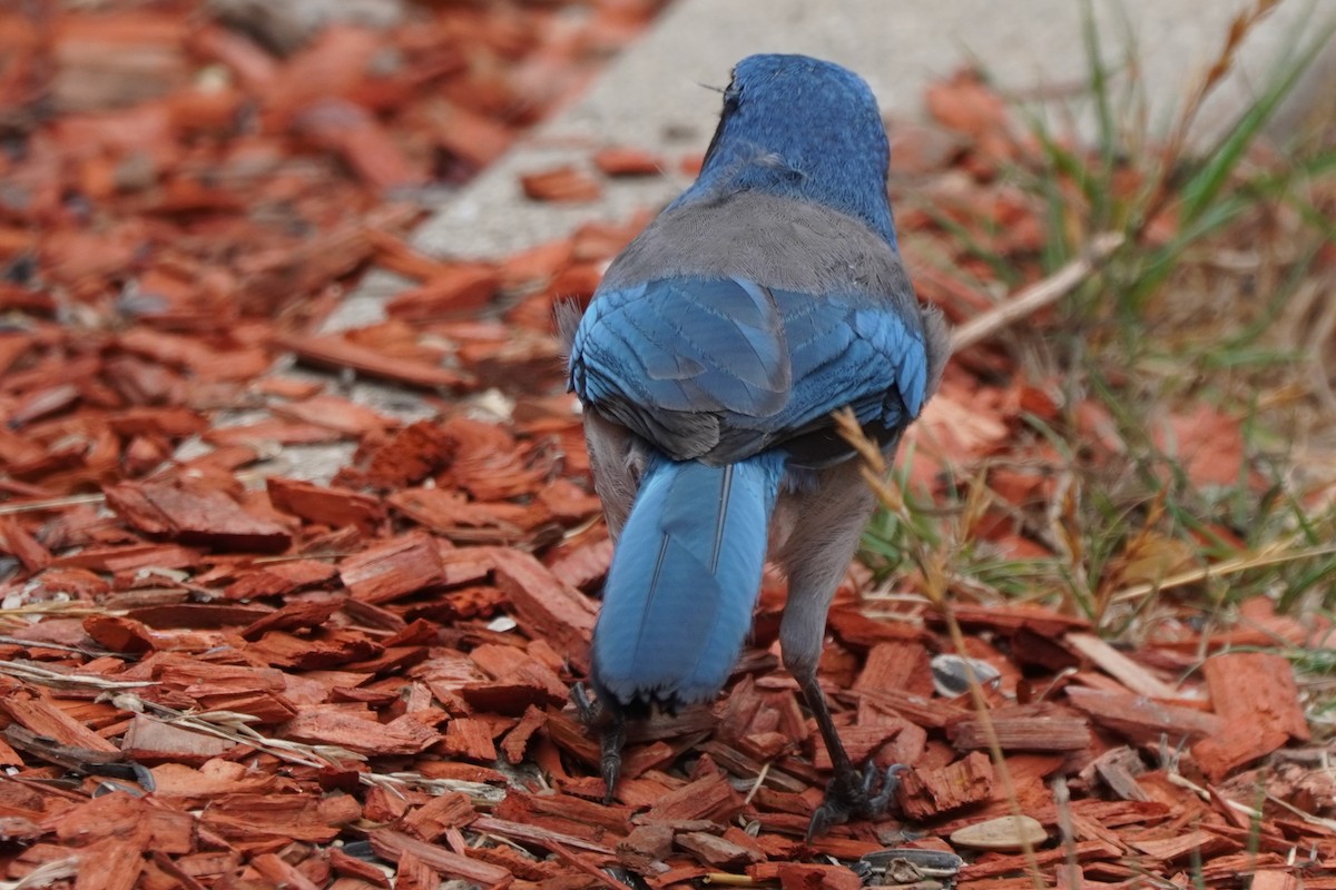 California Scrub-Jay - Dawn Hovey