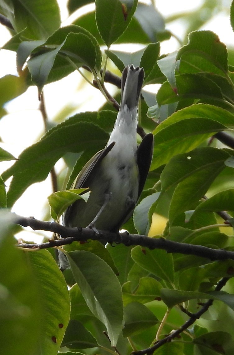 Golden-winged Warbler - Janet Pellegrini