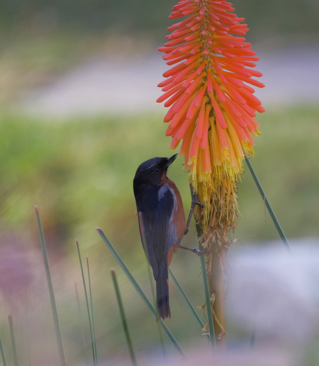 Black-throated Flowerpiercer - ML624142289