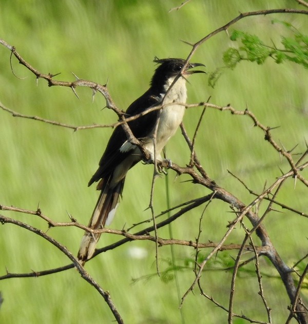 Pied Cuckoo - ML624142308